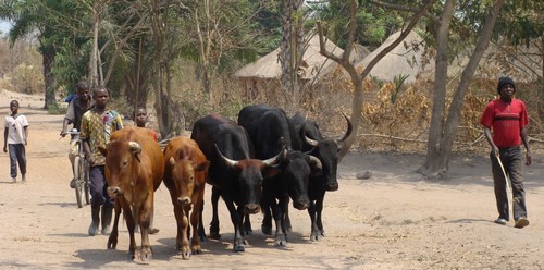  Wack -Ngouna / Keur Denguérè : Ces deux localités en proie à des vols de bétail
