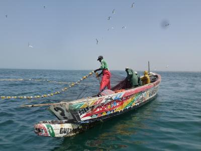 Impact des changements climatiques sur la pêche: Migration des espèces sénégalaises vers d’autres eaux
