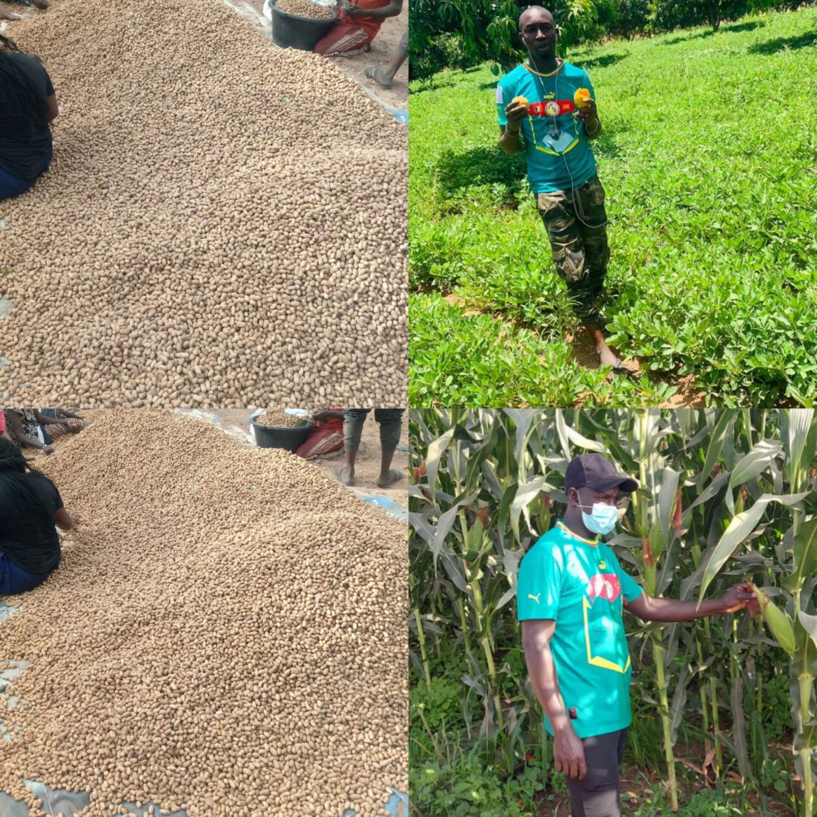 Passy/ Diagane Barka: Les premières récoltes de maïs et d’arachides inondent les marchés.