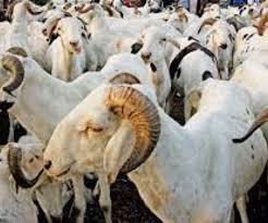 Tabaski 2023: Un déficit de 300 mille têtes de moutons noté 