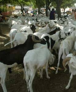 Kaolack/CRD préparatoire de la Tabaski: 50 mille têtes de moutons pour approvisionner les marchés de Kaolack.